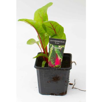 Lehtimangoldi Kotimainen Ø 9 cm