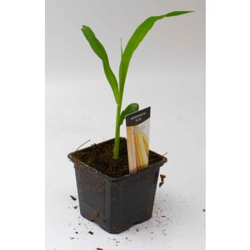 Minimaissi Kotimainen Ø 9 cm