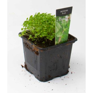 Meirami Kotimainen Ø 9 cm