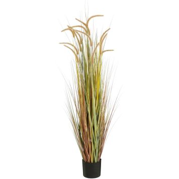 Silkkikasvi Heinä ruukussa 150 cm