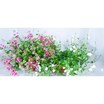 Amppelidiana Kotimainen Ø 12 cm