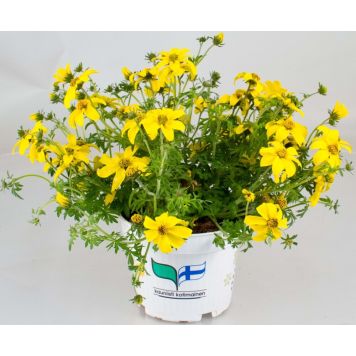 Amppelirusokki Kotimainen Ø 12 cm