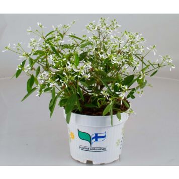 Poutapilvi Kotimainen Ø 12 cm