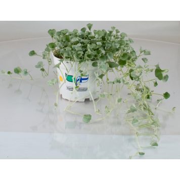 Hopeaputous Kotimainen Ø 12 cm