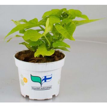 Koristebataatti Kotimainen Ø 12 cm