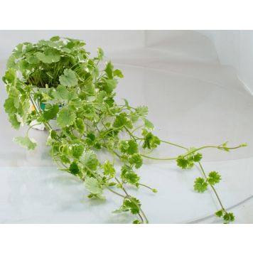 Maahumala Kotimainen Ø 12 cm