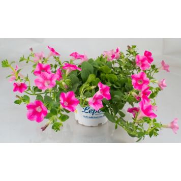 Petunia Kotimainen Ø 12 cm