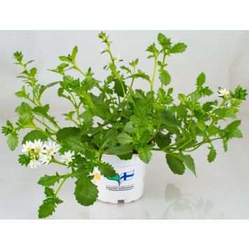 Siniviuhka Kotimainen Ø 12 cm