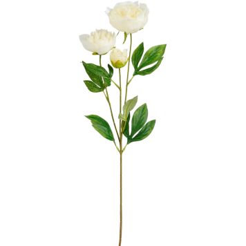 Silkkikasvi Pionin oksa valkoinen 67 cm