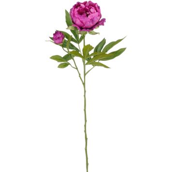 Silkkikasvi Pionin oksa violetti 66 cm