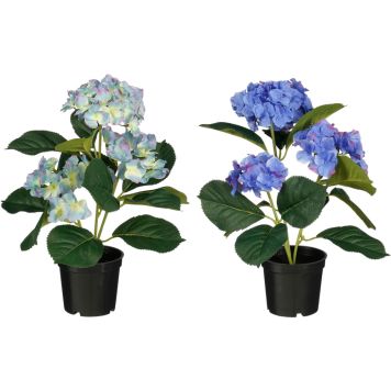 Silkkikasvi Hortensia sininen lajitelma