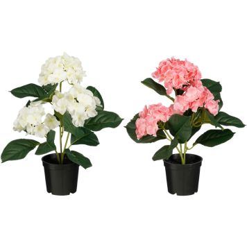 Silkkikasvi Hortensia lajitelma