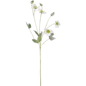 Silkkikasvi Jouluruusu valkoinen 76 cm