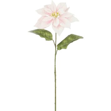 Silkkikasvi Joulutähti pinkki 65 cm