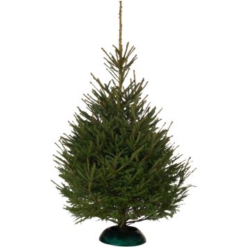 Metsäkuusi Picea Abies 160-180 cm