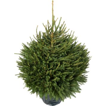 Metsäkuusi Picea Abies 80-100 cm