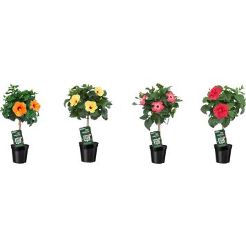 Kiinanruusu rungollinen P19