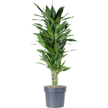 Tuoksutraakkipuu Dracaena Deremensis Janetlind P24