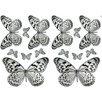 Seinätarra Plage S Perhoset