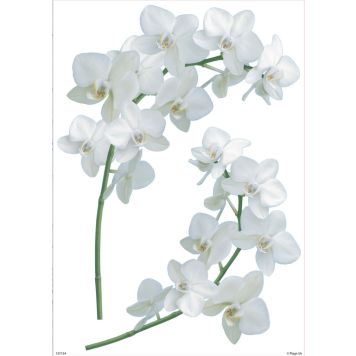 Seinätarra Plage S Orkidea