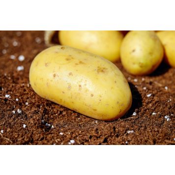 SIEMENPERUNA TIMO 5 KG