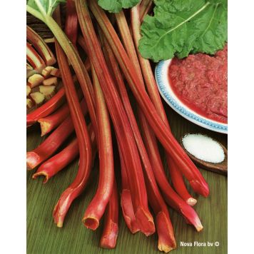 Raparperi Red Champagne 6 kpl