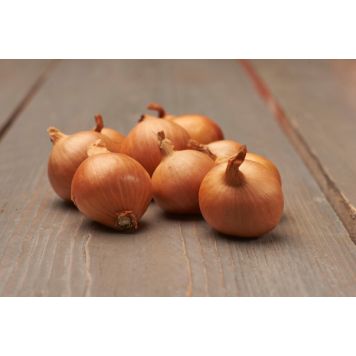 Salottisipuli Red Sun 500 g