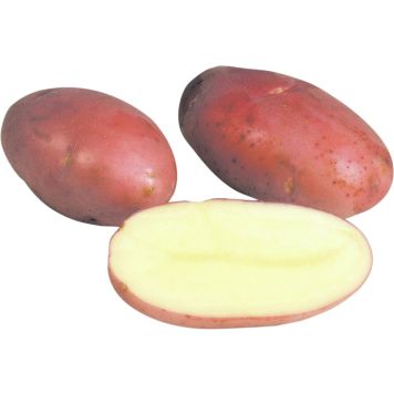 SIEMENPERUNA ROSAMUNDA 1 KG