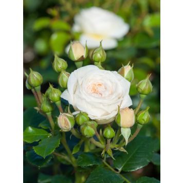 Isokukkainen nostalgiaruusu Artemis