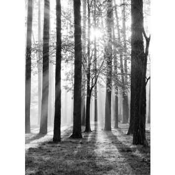 Juliste Trees 50 x 70 cm