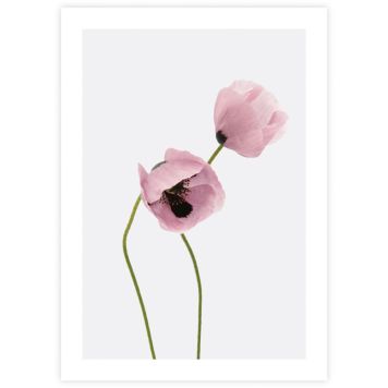 Juliste Poppies 50 x 70 cm