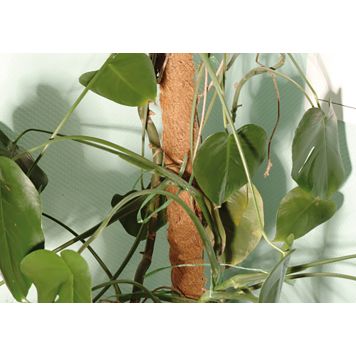 Kookostukikeppi 60 cm