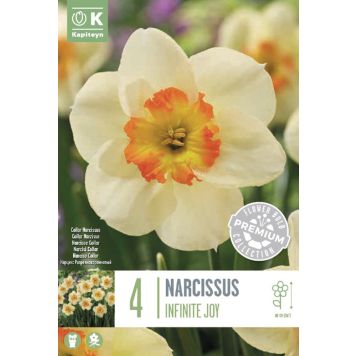 Syyskukkasipuli Kapiteyn Narsissi Infinite Joy 4 kpl