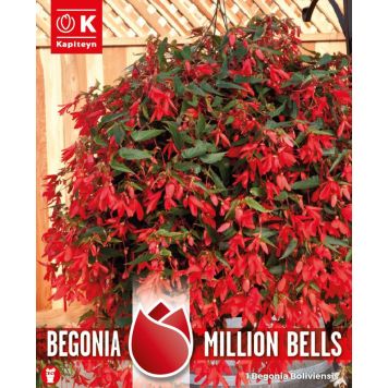 Kevätkukkasipuli Kapiteyn Begonia Million Bells 1 kpl
