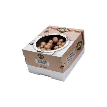 Herkkusieni Kapiteyn ruskea 7,5 l kasvatuslaatikko