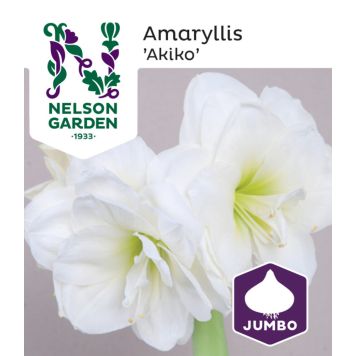 Amaryllis Nelson Garden Akiko