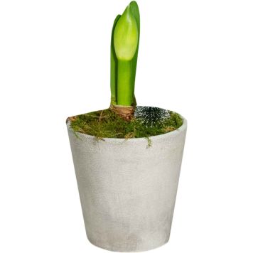 Jättiamaryllis Nelson Garden Caramba