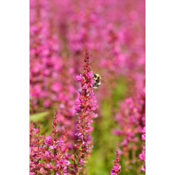 Rantakukka Lythrum salicaria Robin C2