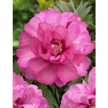 Jalopioni Paeonia Itoh Julia Rose
