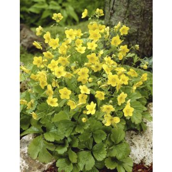 RÖNSYANSIKKA WALDSTEINIA TERNATA