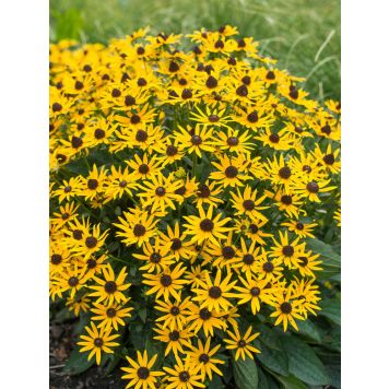 Loistopäivänhattu Mihkel Saar Puukool Little Goldstar