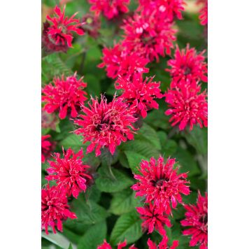 Väriminttu Monarda Bee Happy