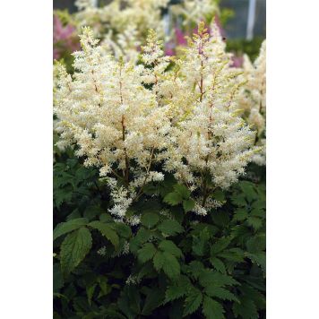 Jaloangervo Astilbe Rock And Roll C2