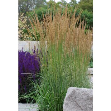 Koristekastikka Mihkel Saar Karl Foerster