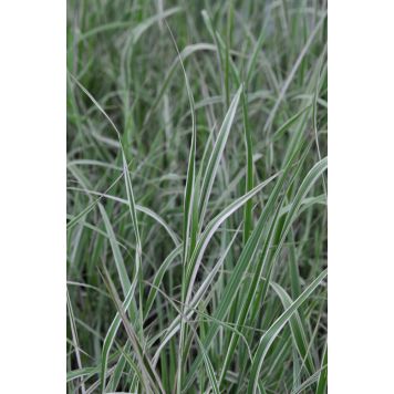 Koristekastikka Overdam