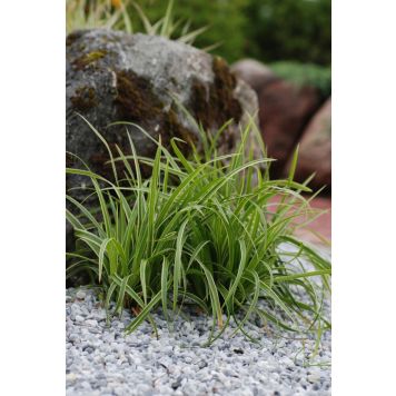 Japaninsara Mihkel Saar Ice Dance C2