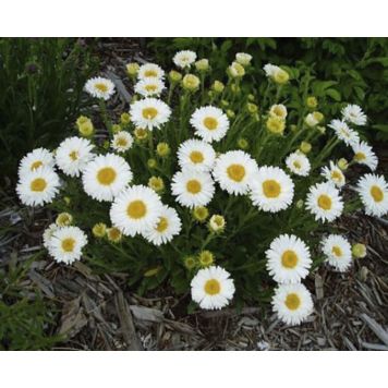 Alppiasteri Aster Alpinus Beauty White P12