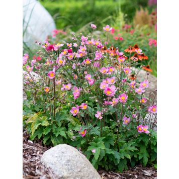 Syysvuokko Mihkel Saar Puukool Fantasy Jasmine