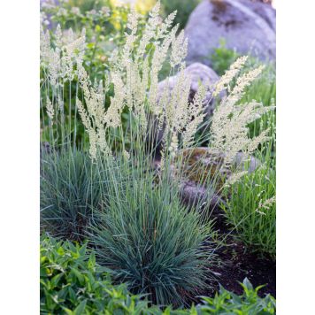 Hopeatoppo Koeleria Glauca