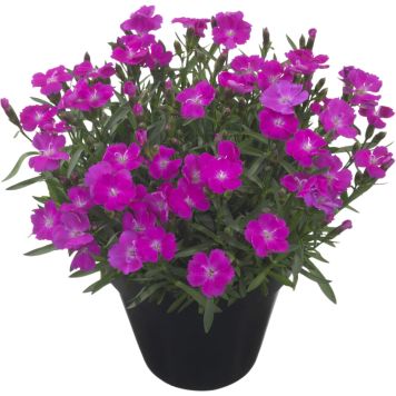 Neilikka Dianthus Tasha